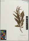 Foto von Salix pellita (Andersson) Bebb